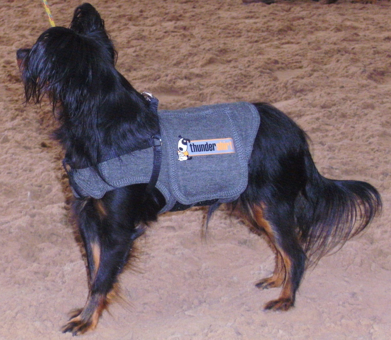 Xxl thundershirt discount